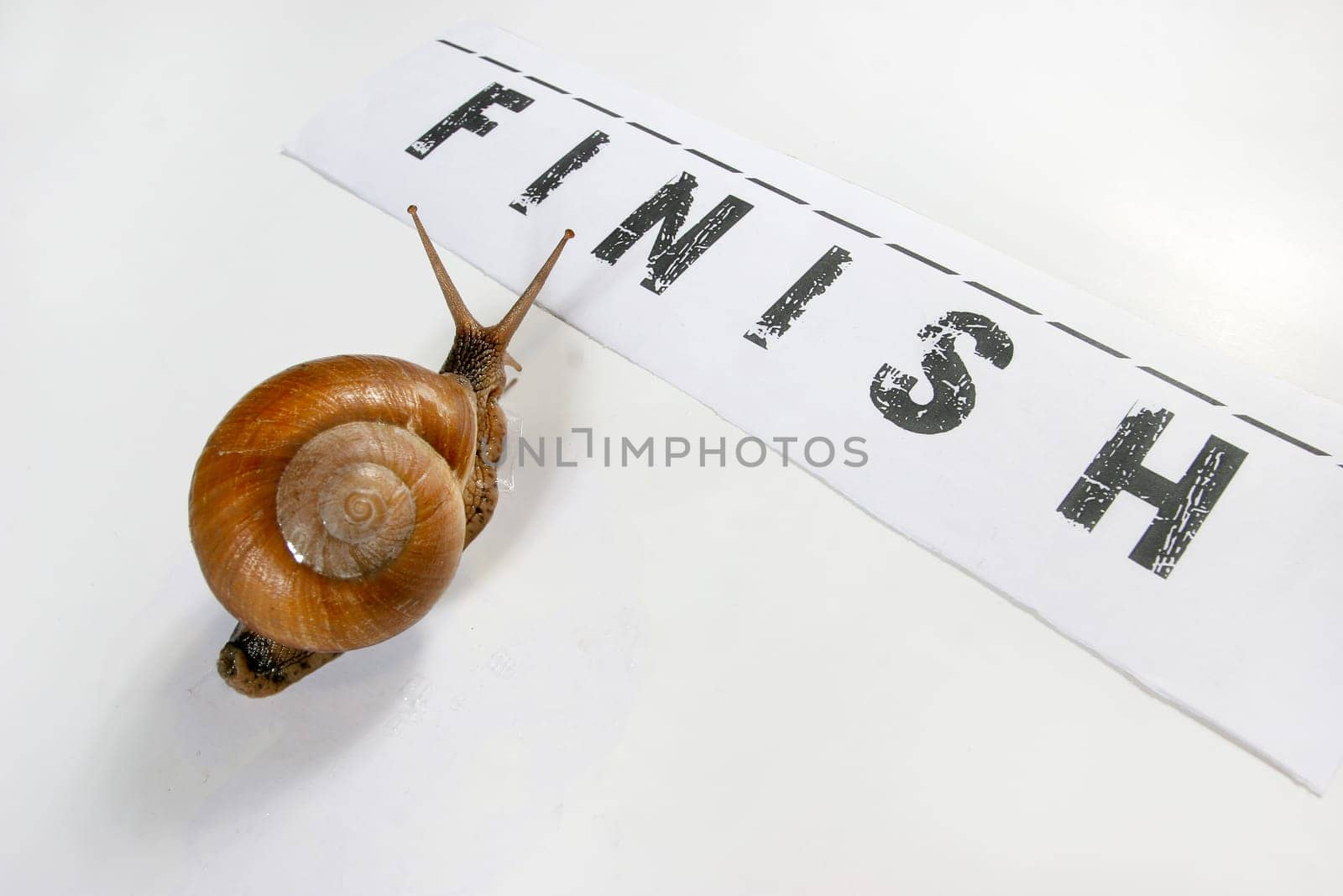 Funny snails arriving at the finish of a race