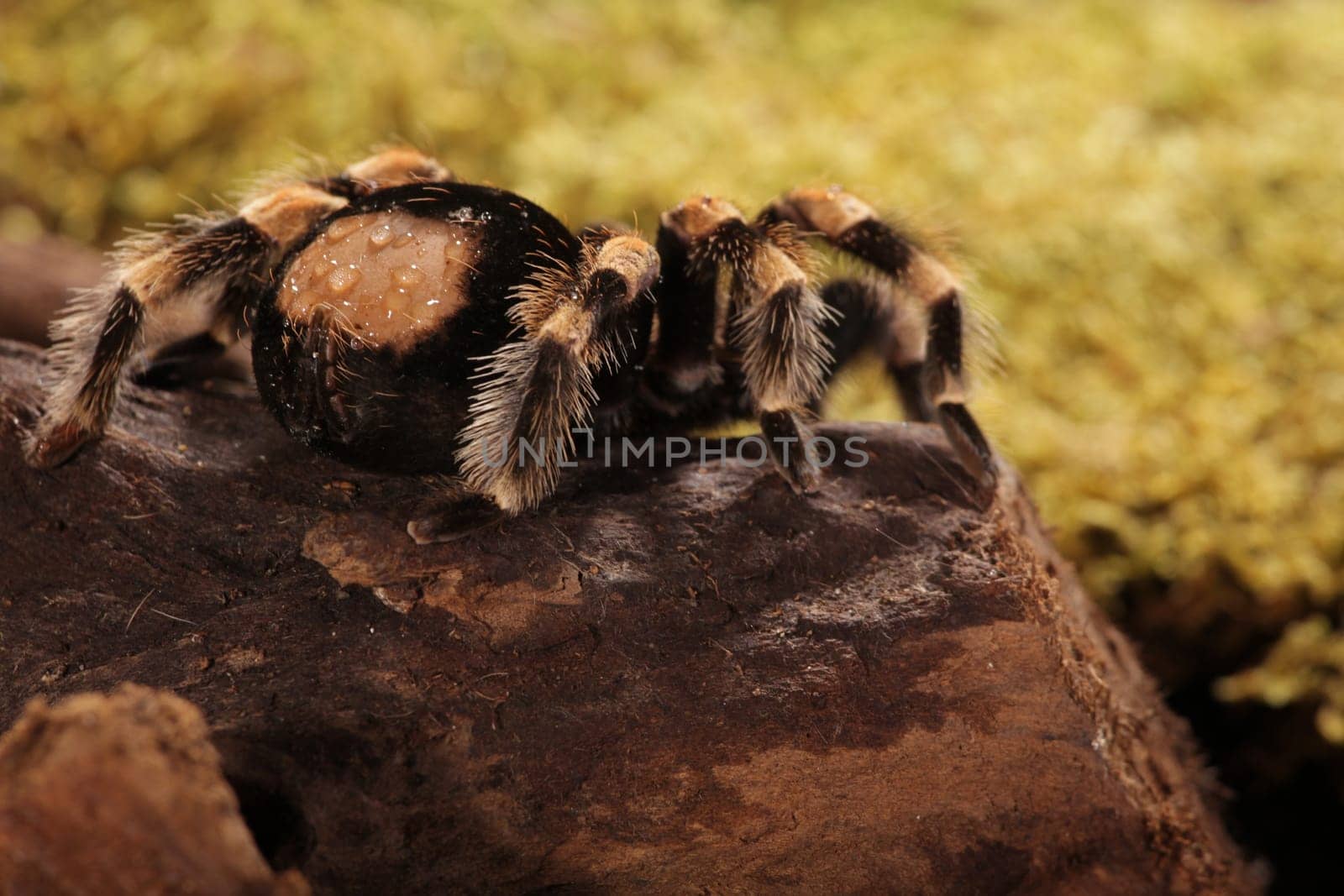 Mexican Redknee spider - Brachypelma smithi
