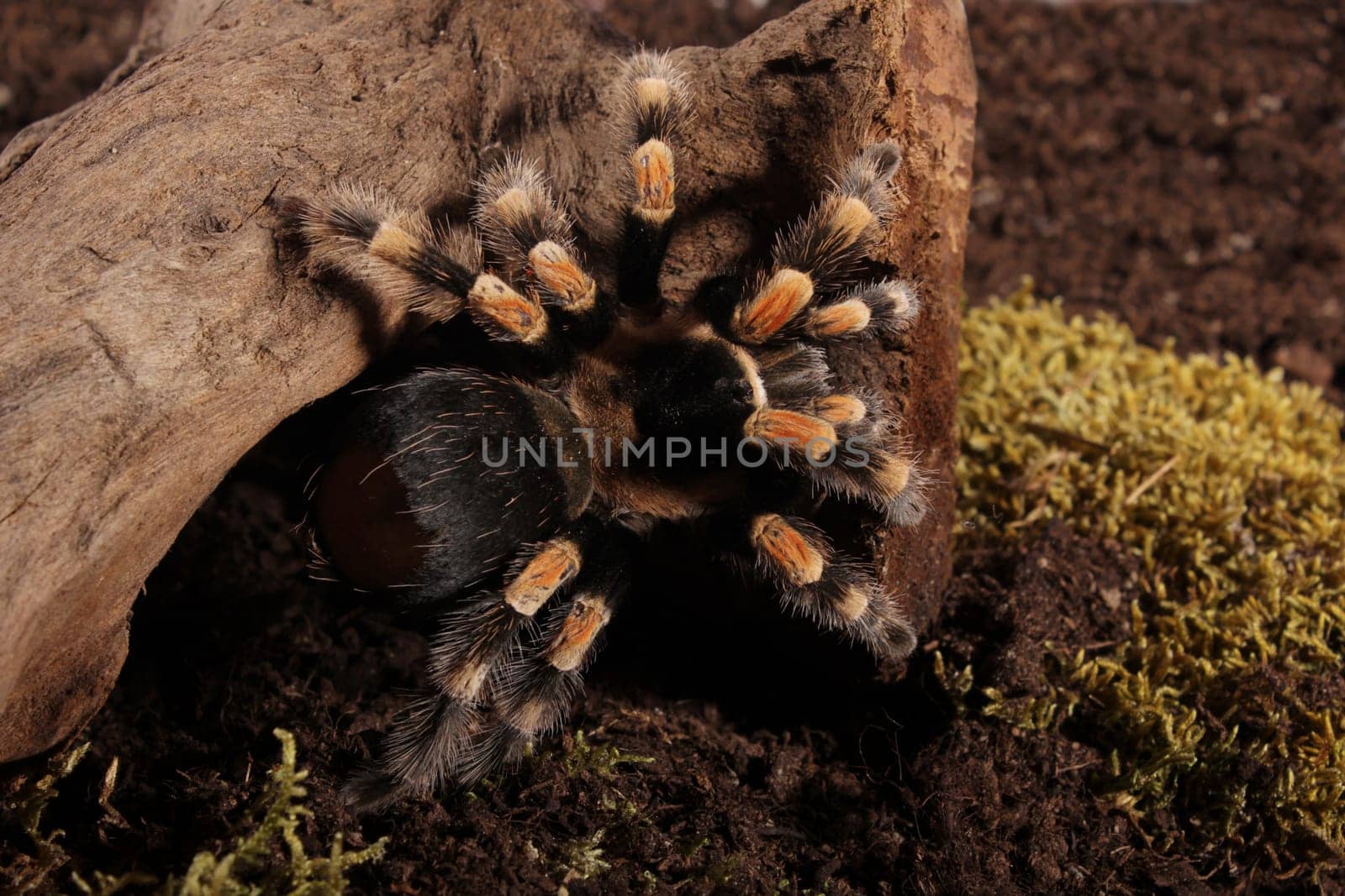 Mexican Redknee spider - Brachypelma smithi