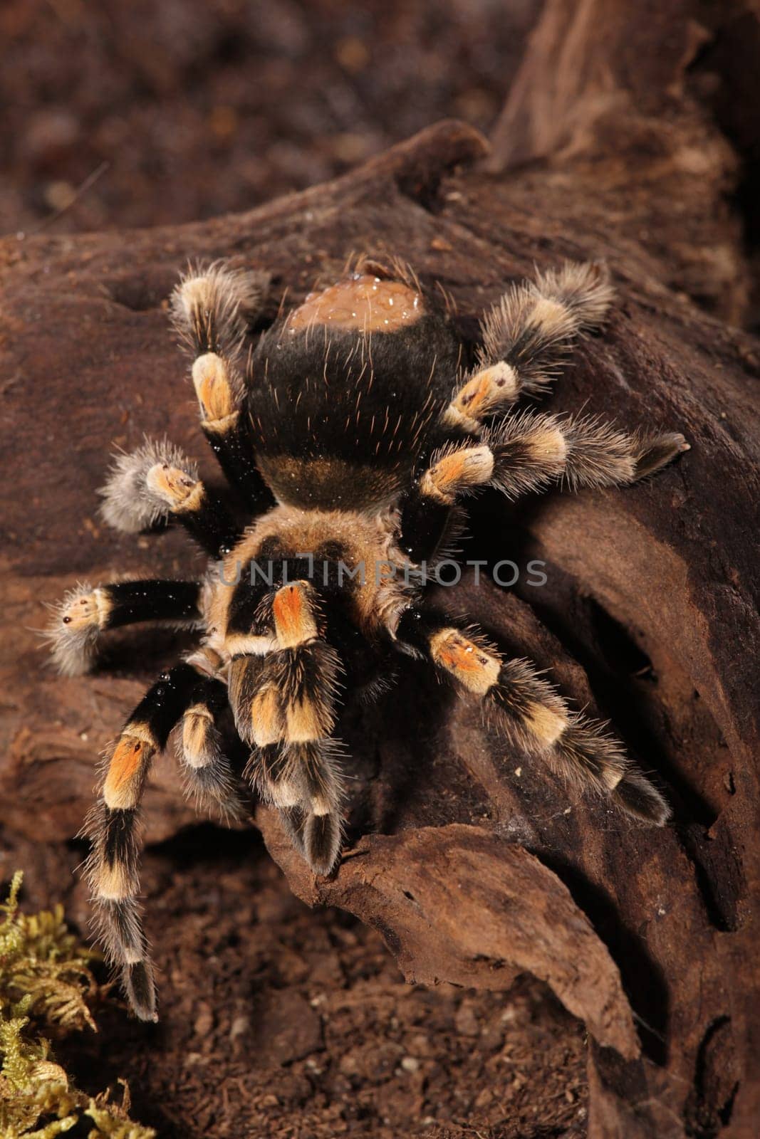 Mexican Redknee spider - Brachypelma smithi