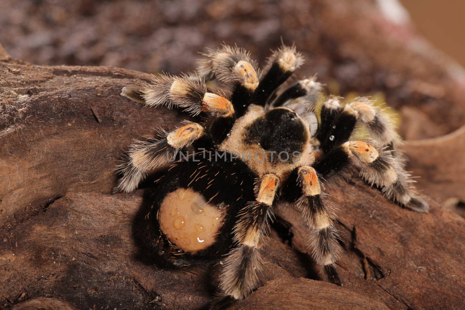 Mexican Redknee spider - Brachypelma smithi