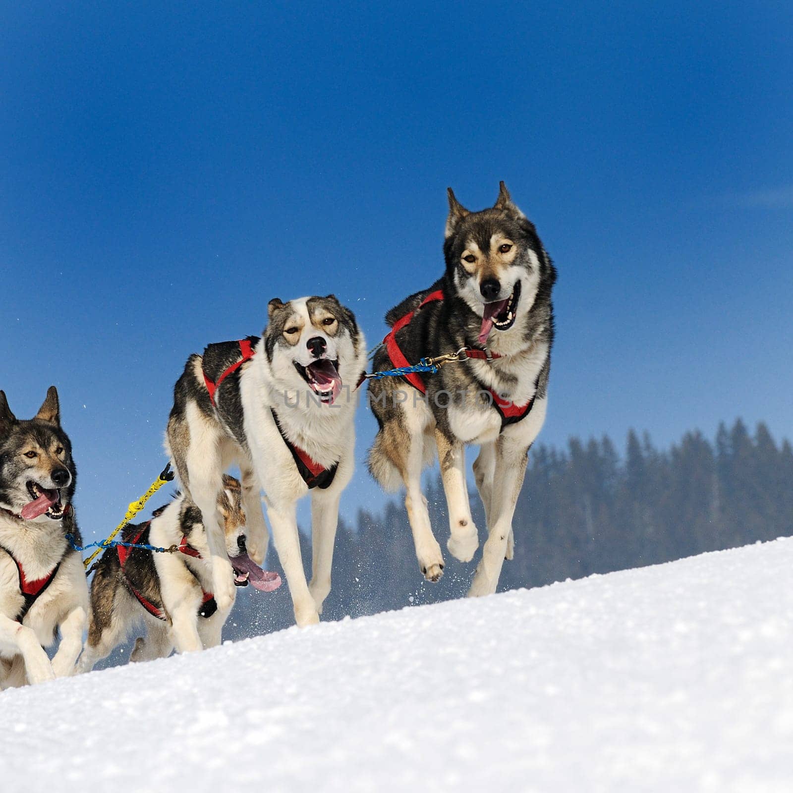 sportive dog team is running in the snow