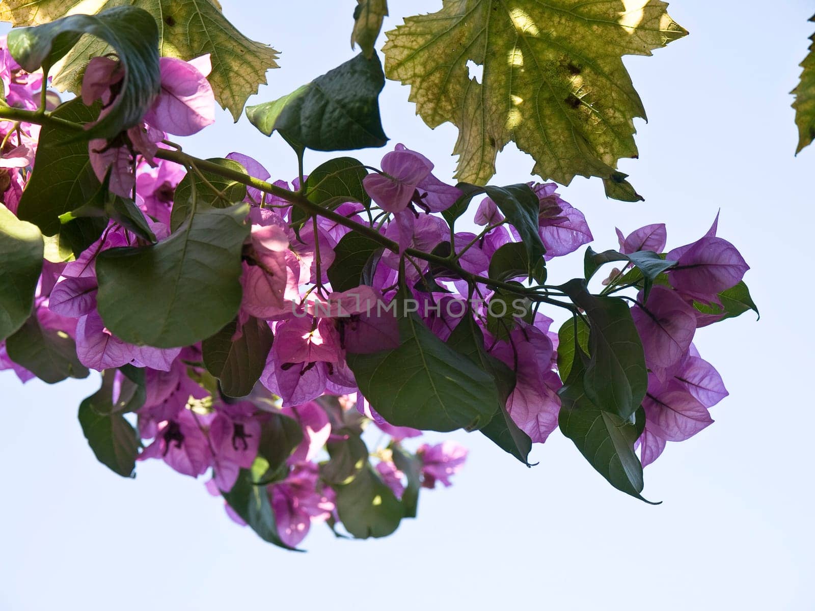 pink flovers on the sunny day