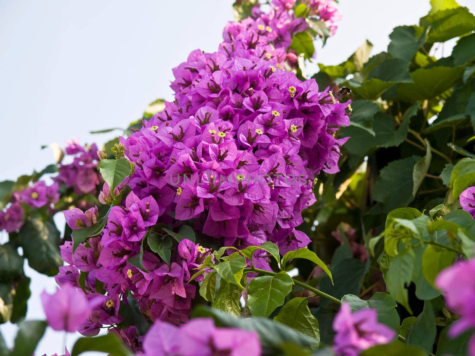 beutifull pink flowers oin the sunny day