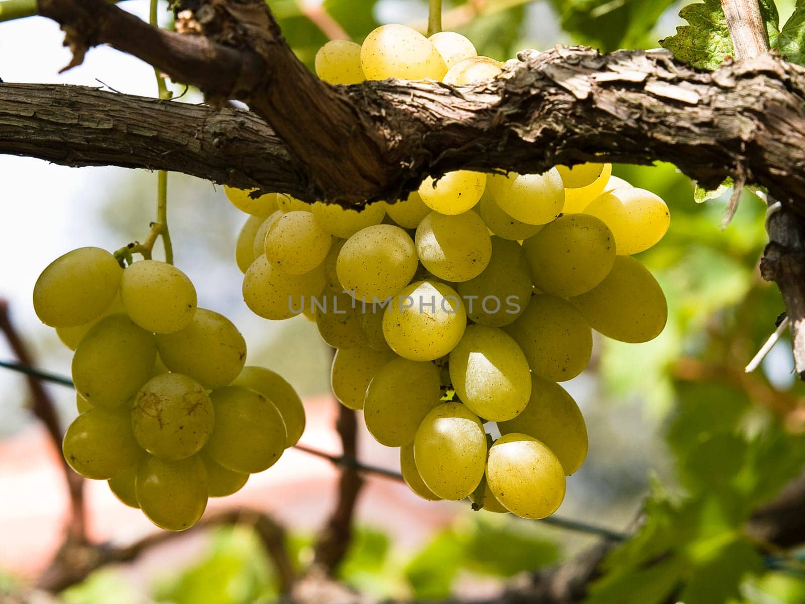 grapes in the wineyard