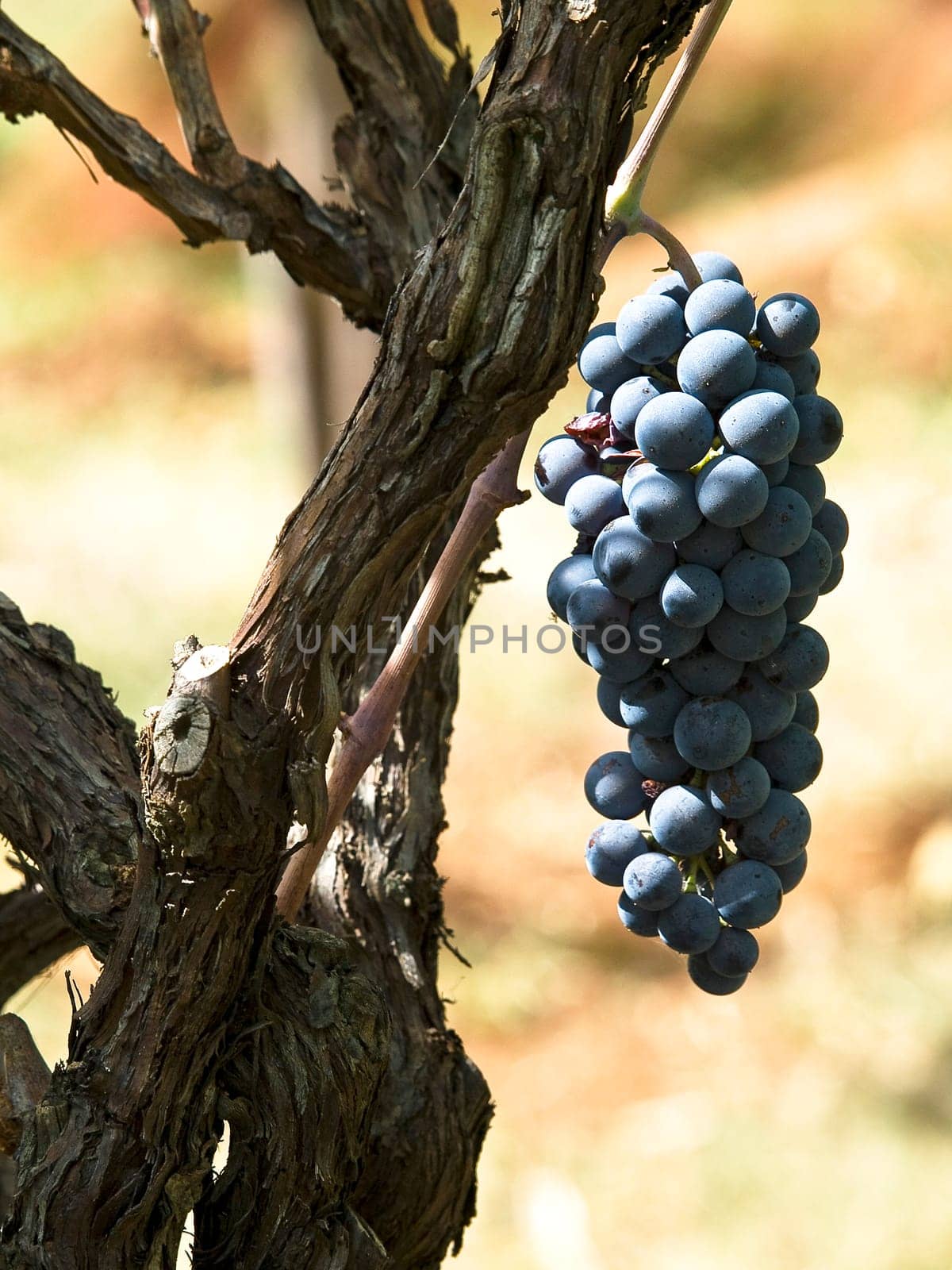 grapes in the wineyard