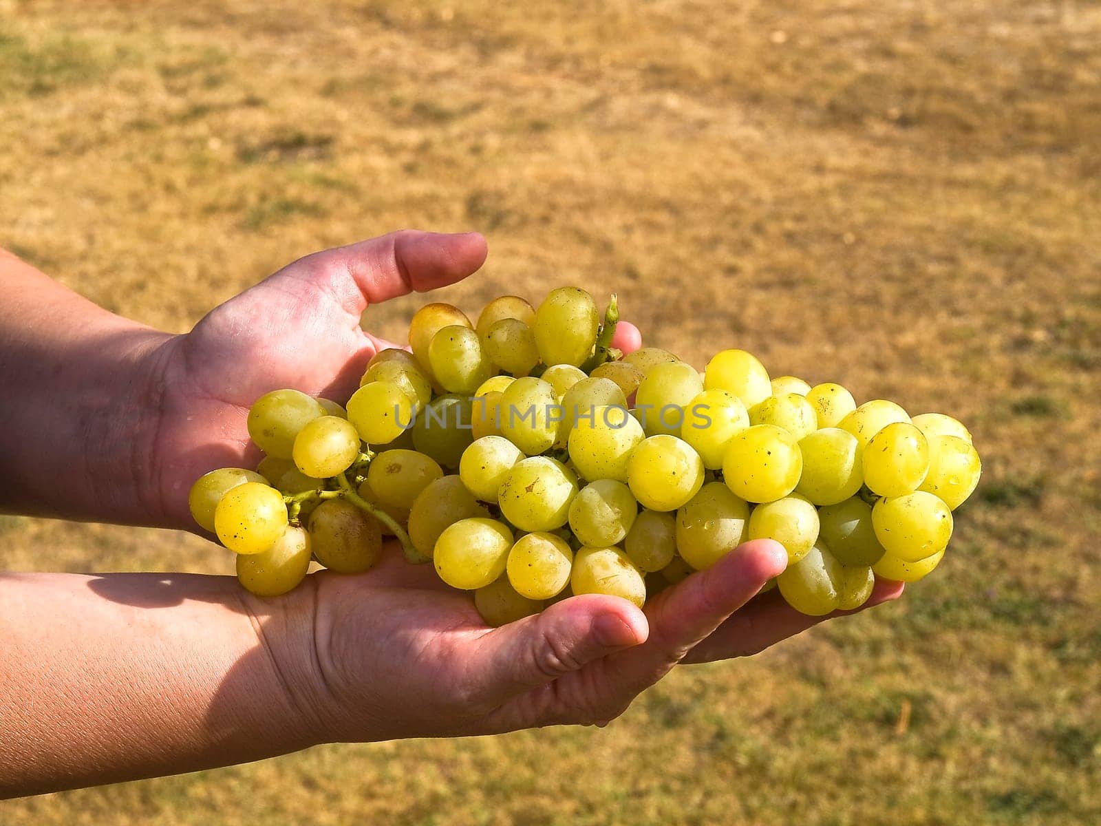 grapes in the wineyard