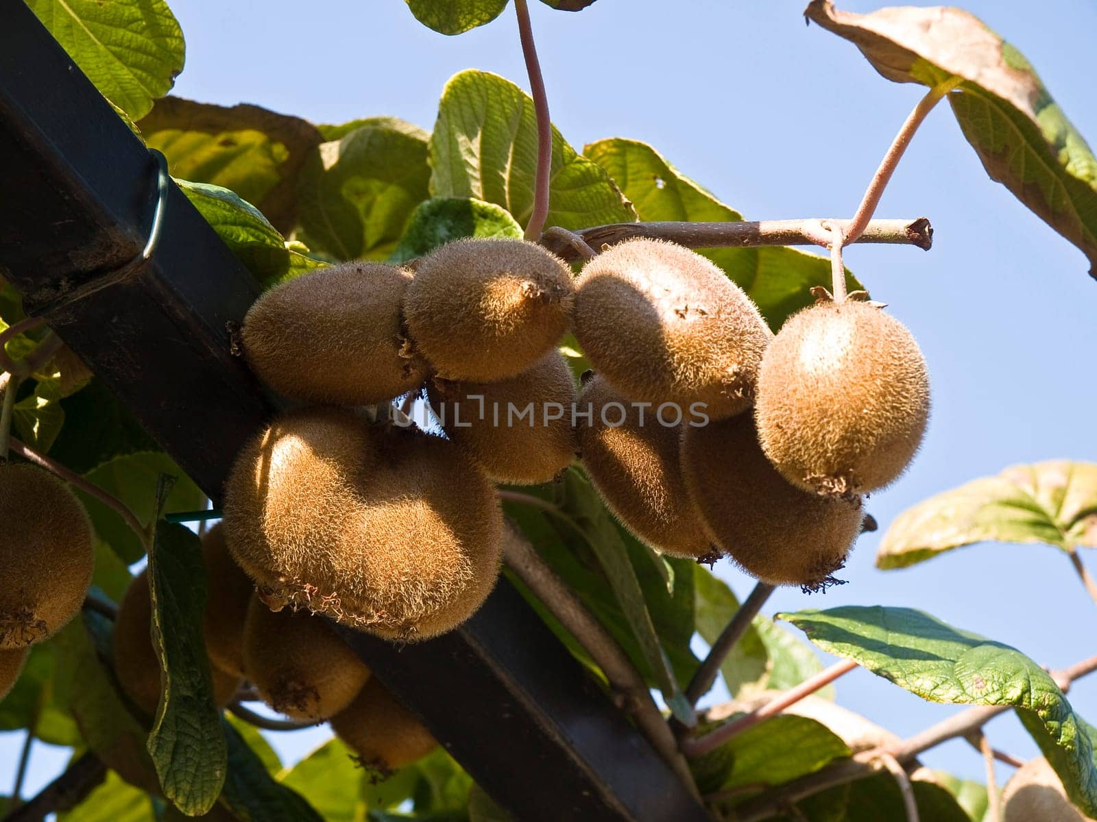 kiwi branch with fresh fruits