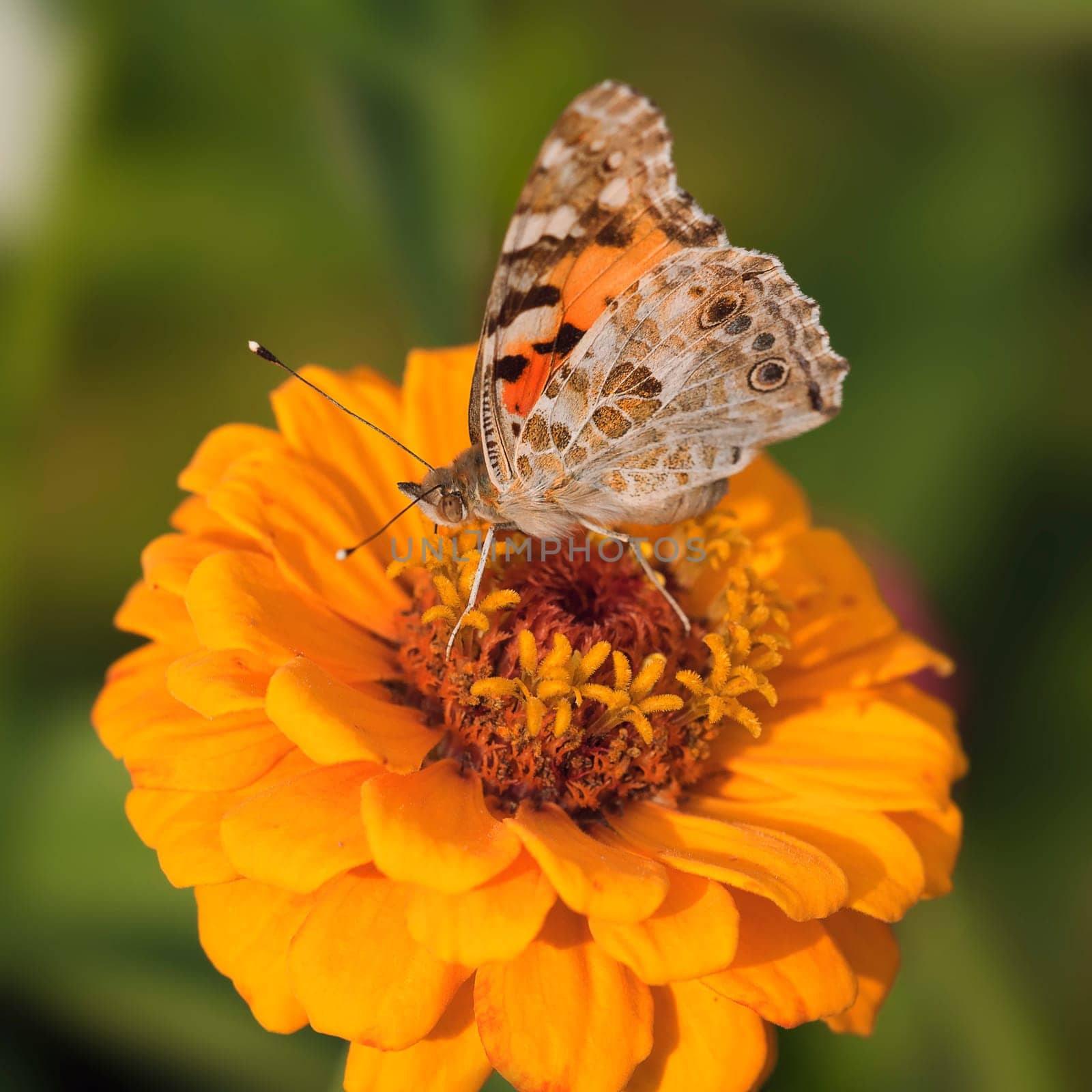 Goldfinch on Zinnia