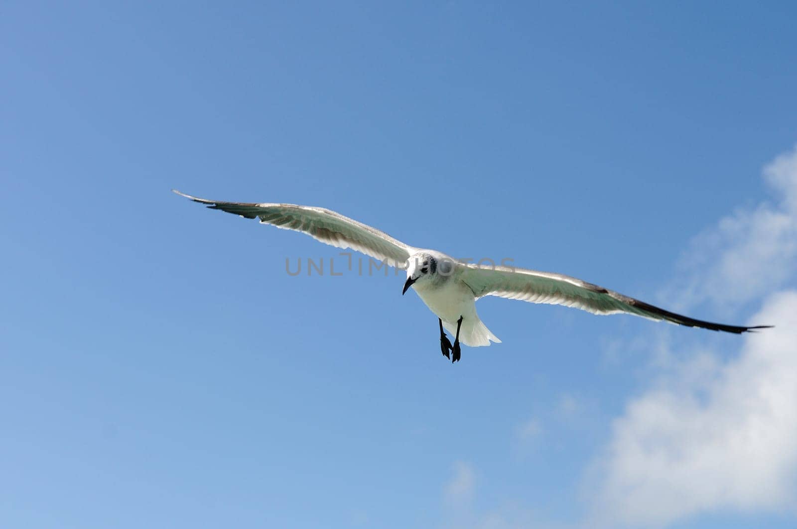 A beautiful seagull ias flying in a blue sky