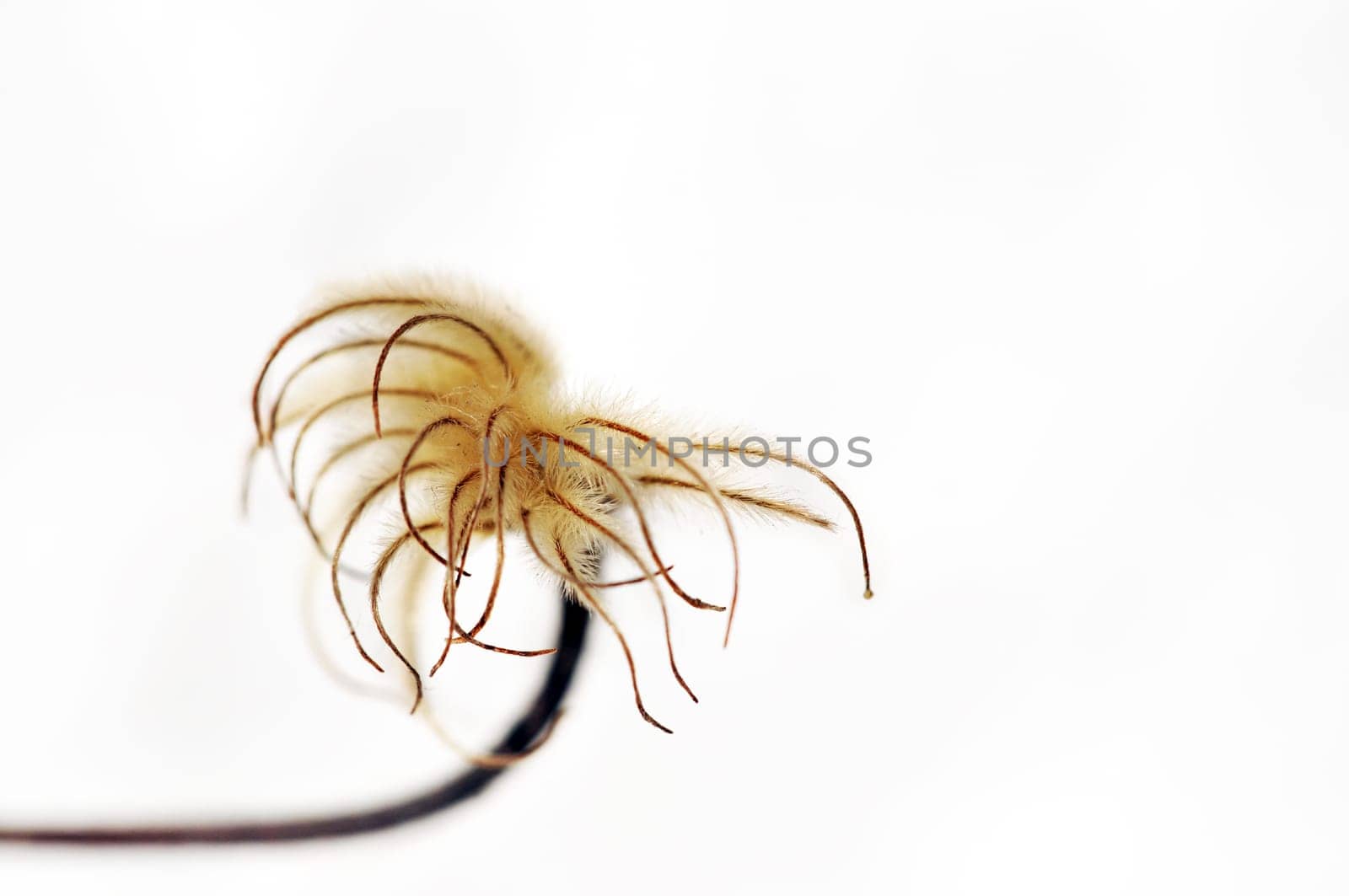 Clematis