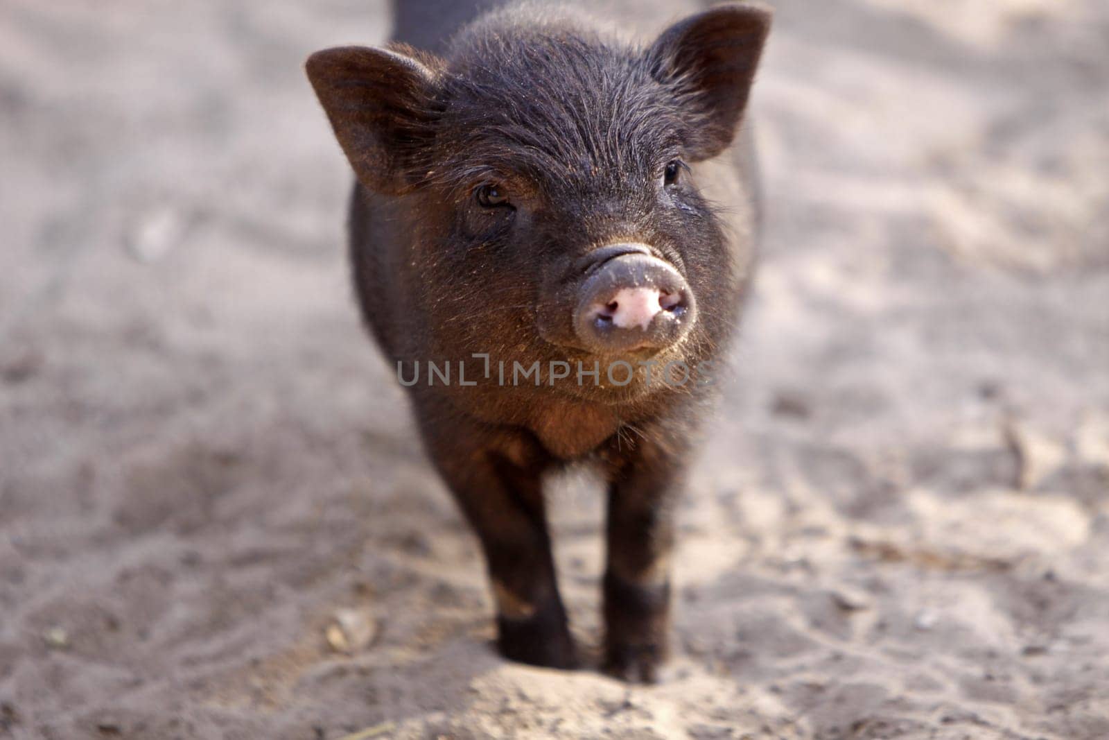 Mini Pig