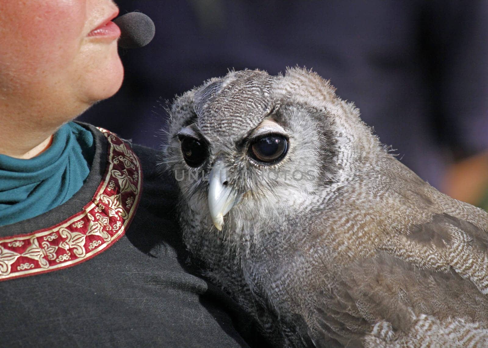 Falconer with Eurasian Eagle Owl