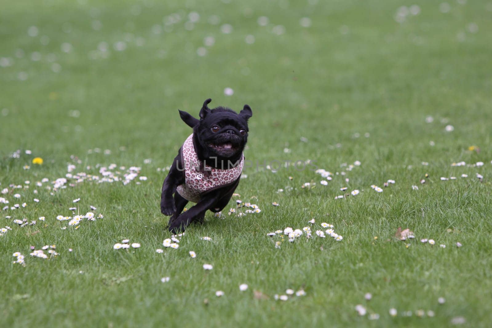 Black Pug