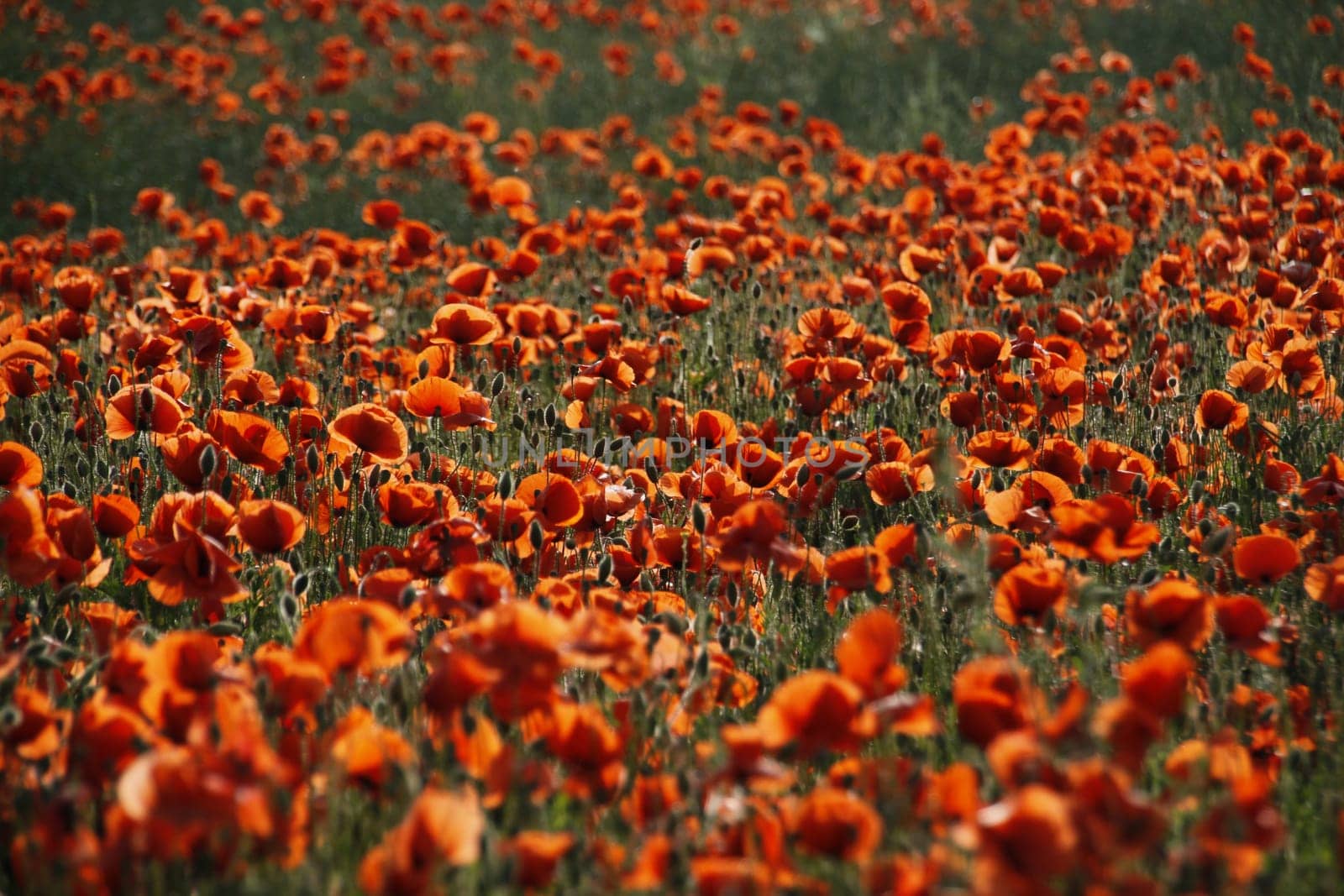 Poppy Field