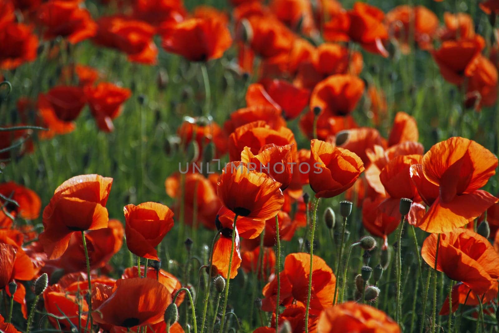 Poppy Field
