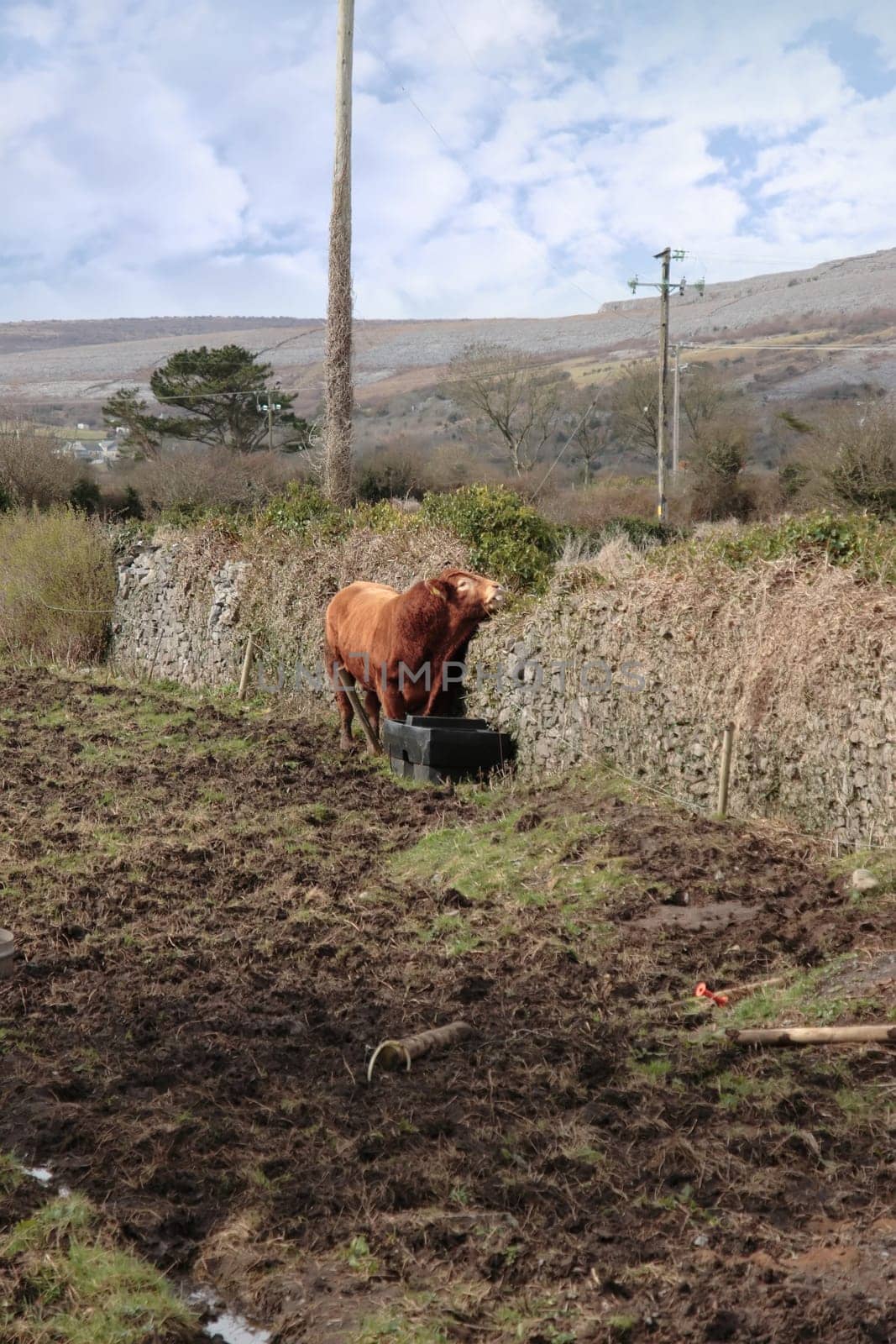 red bull in a field in ireland against a wall