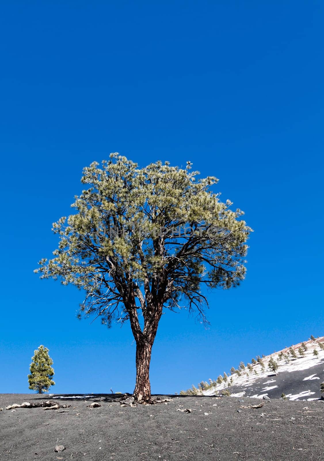 Pine trees on the desolate landscape at Sunset Crater in Flagstaff, Arizona