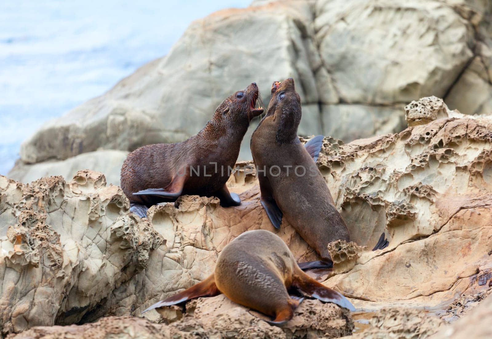Hooker&#039 s Seal Lions on a rock on the New Zealand coast.