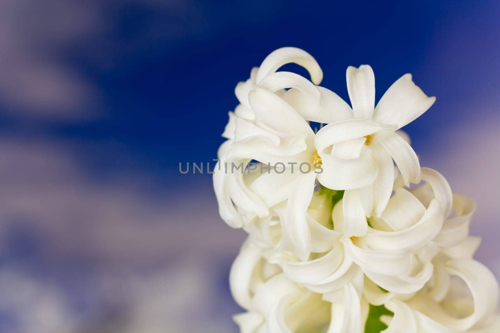 Hyacinth in the mountains
