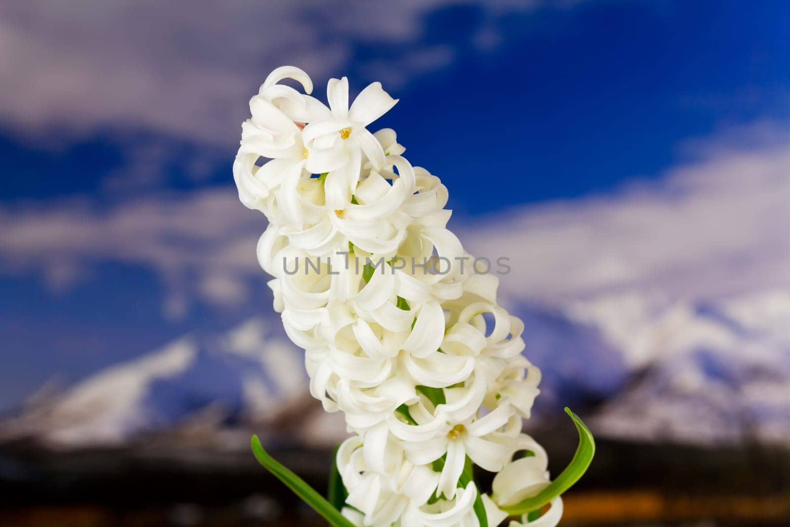 Hyacinth in the mountains