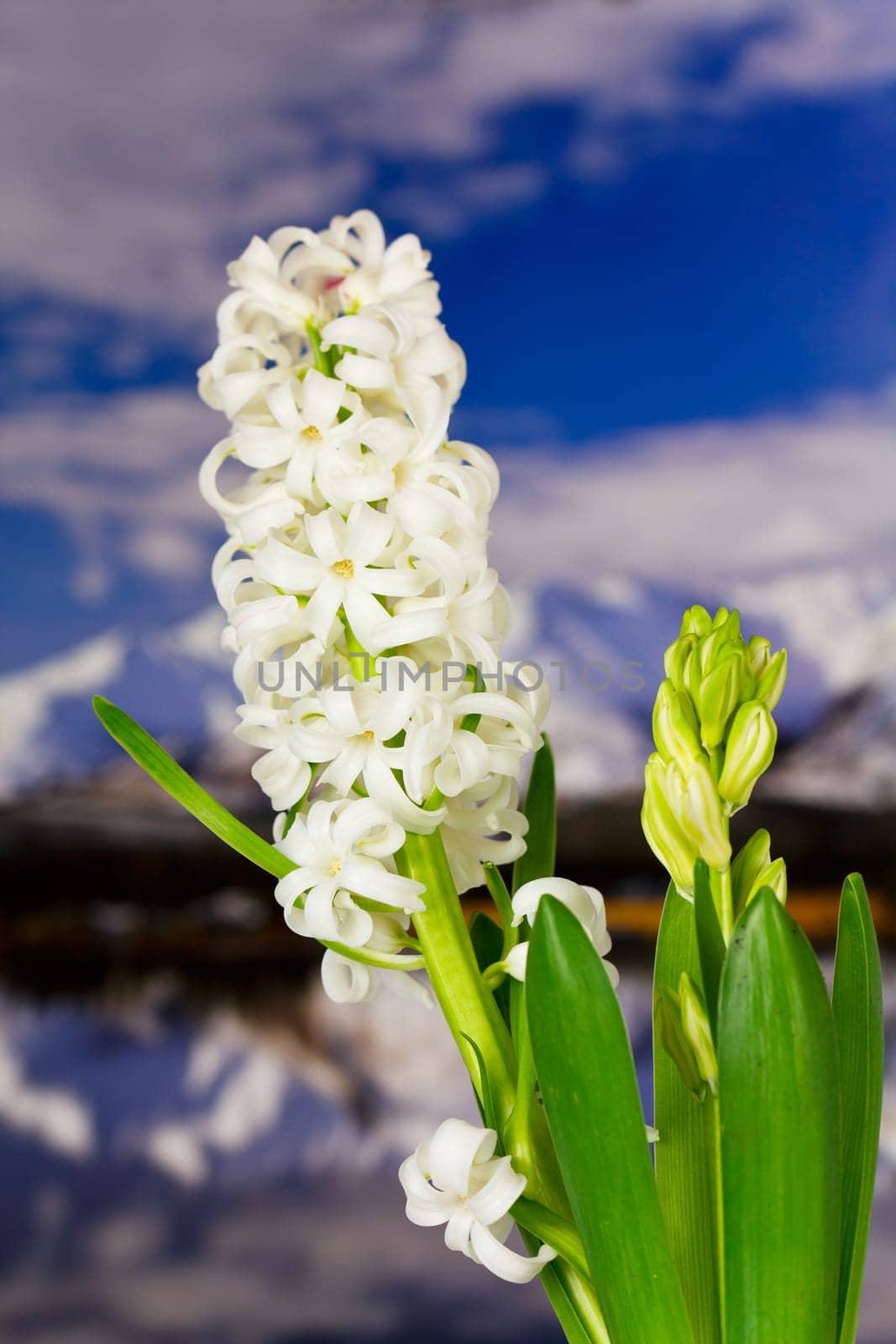 Hyacinth in the mountains