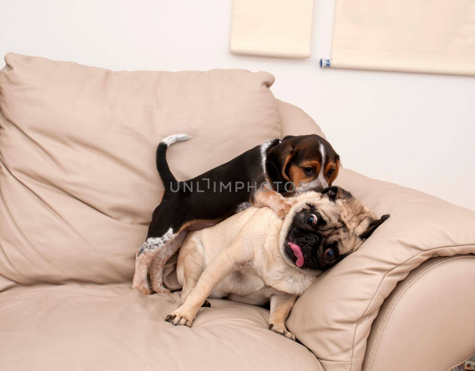 Beagle and Pug Playing