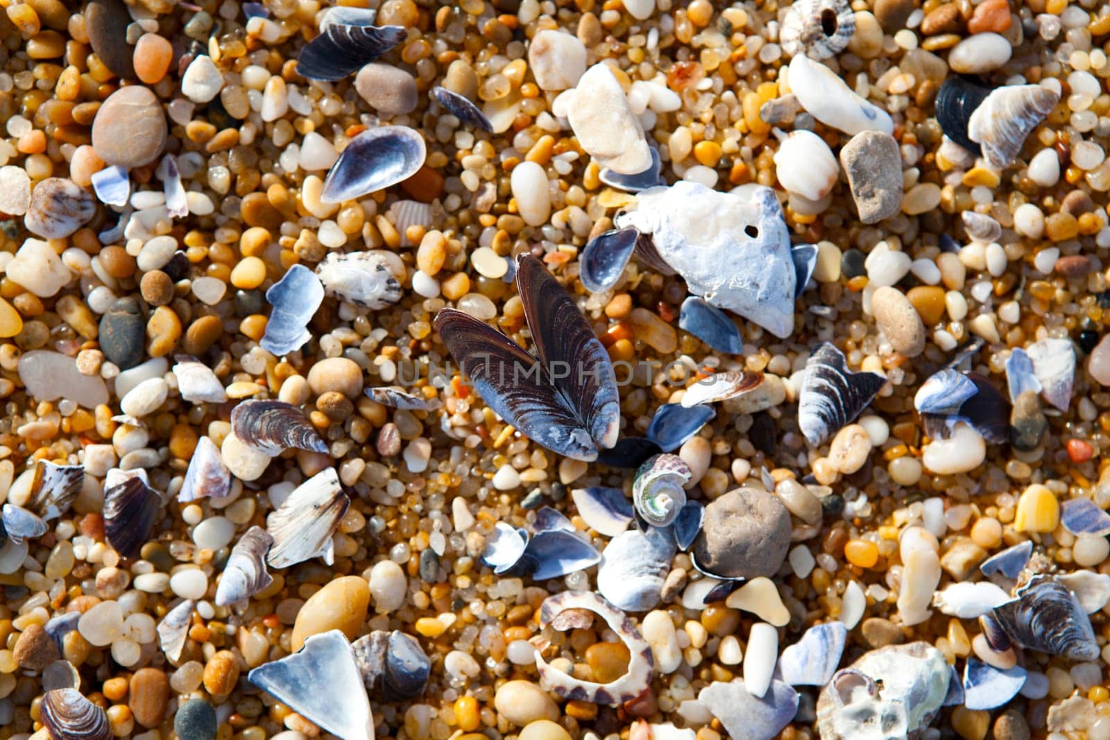 Close-up background of seashells on the sand on the beach