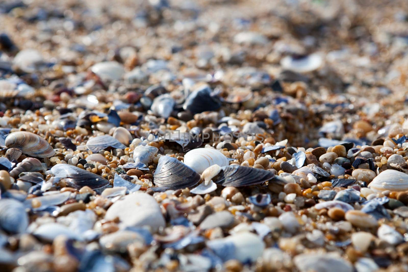Close-up background of seashells on the sand on the beach