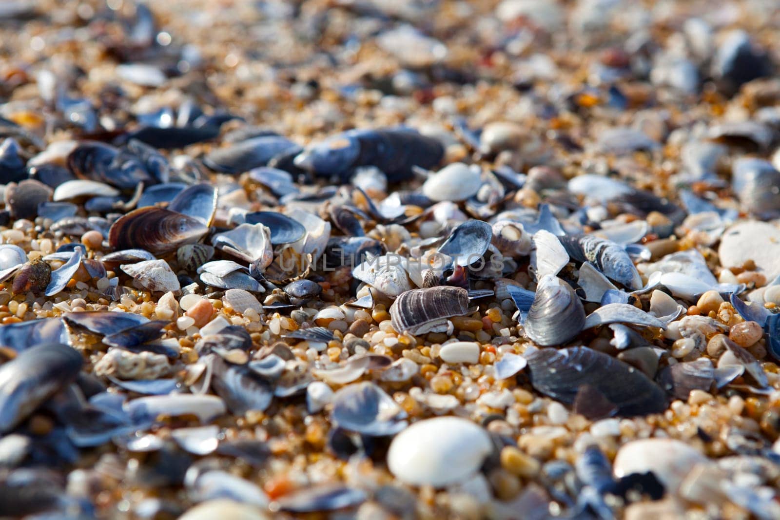 Close-up background of seashells on the sand on the beach