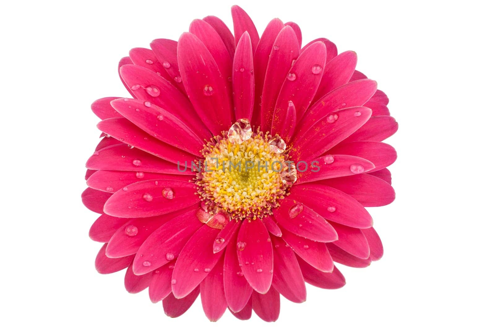 Single gerbera flower with water drops against white background