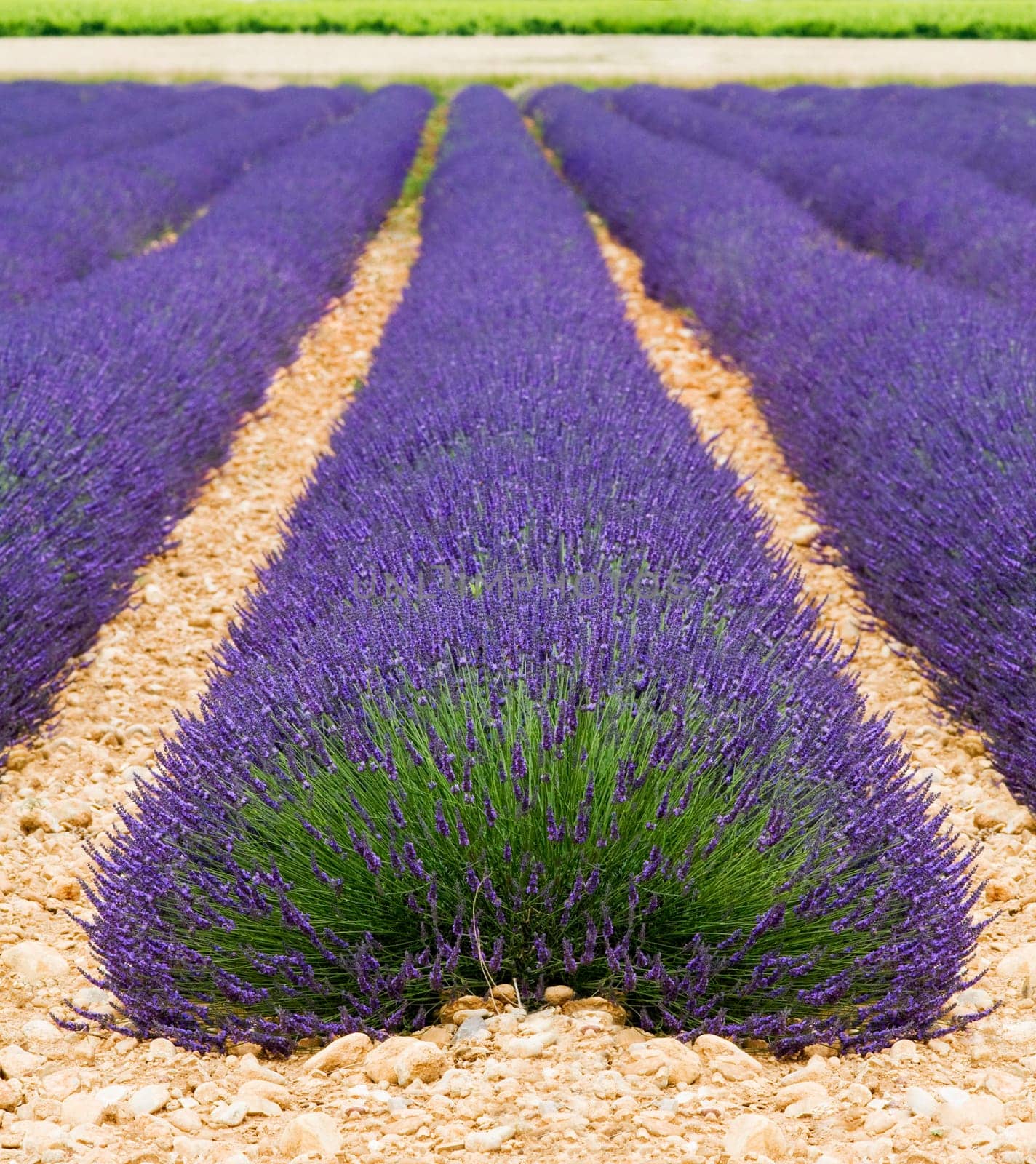 Beautiful purple lavender field in provence - France