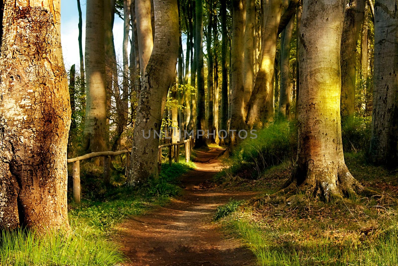 in the forest