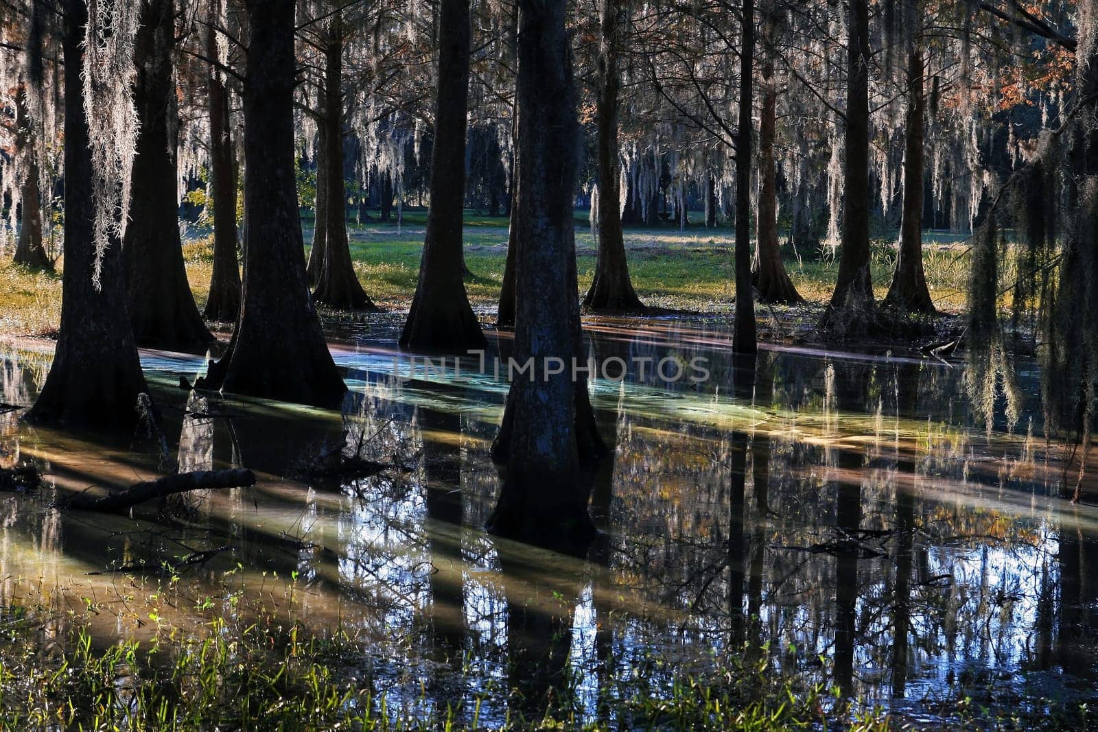 Florida - The Light in the Swamp
