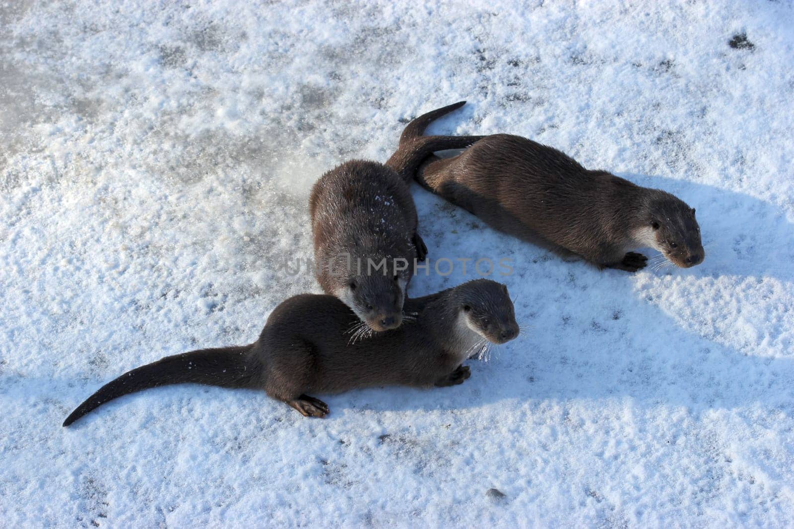 Three otters in the wintry Sababurg Zoo