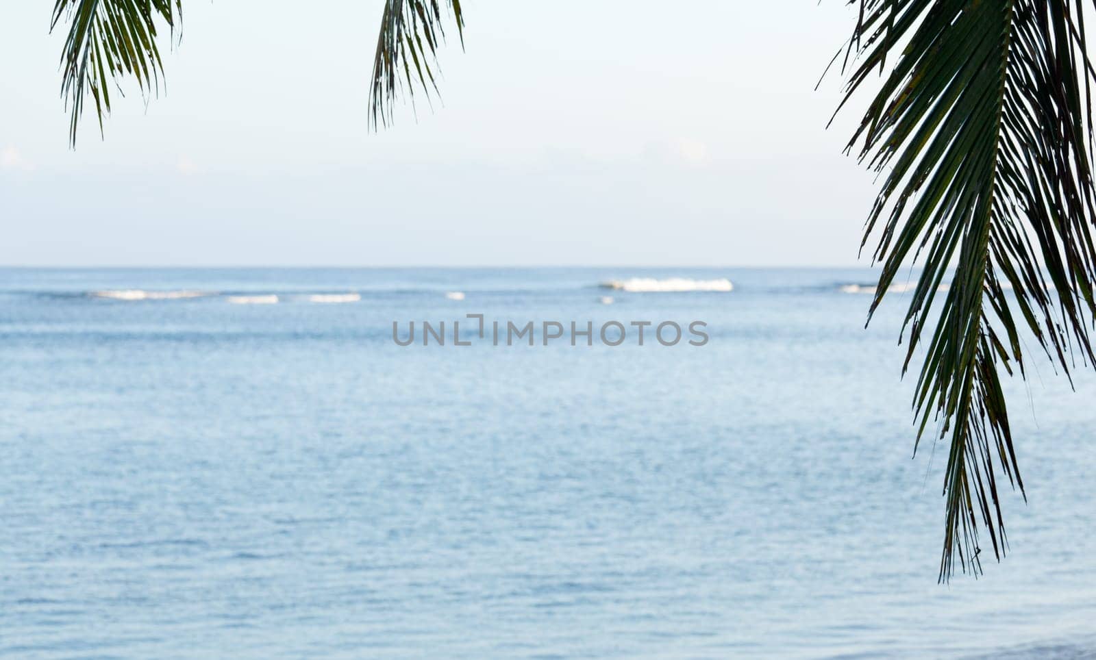 Blue calm ocean framed by fronds of palm tree