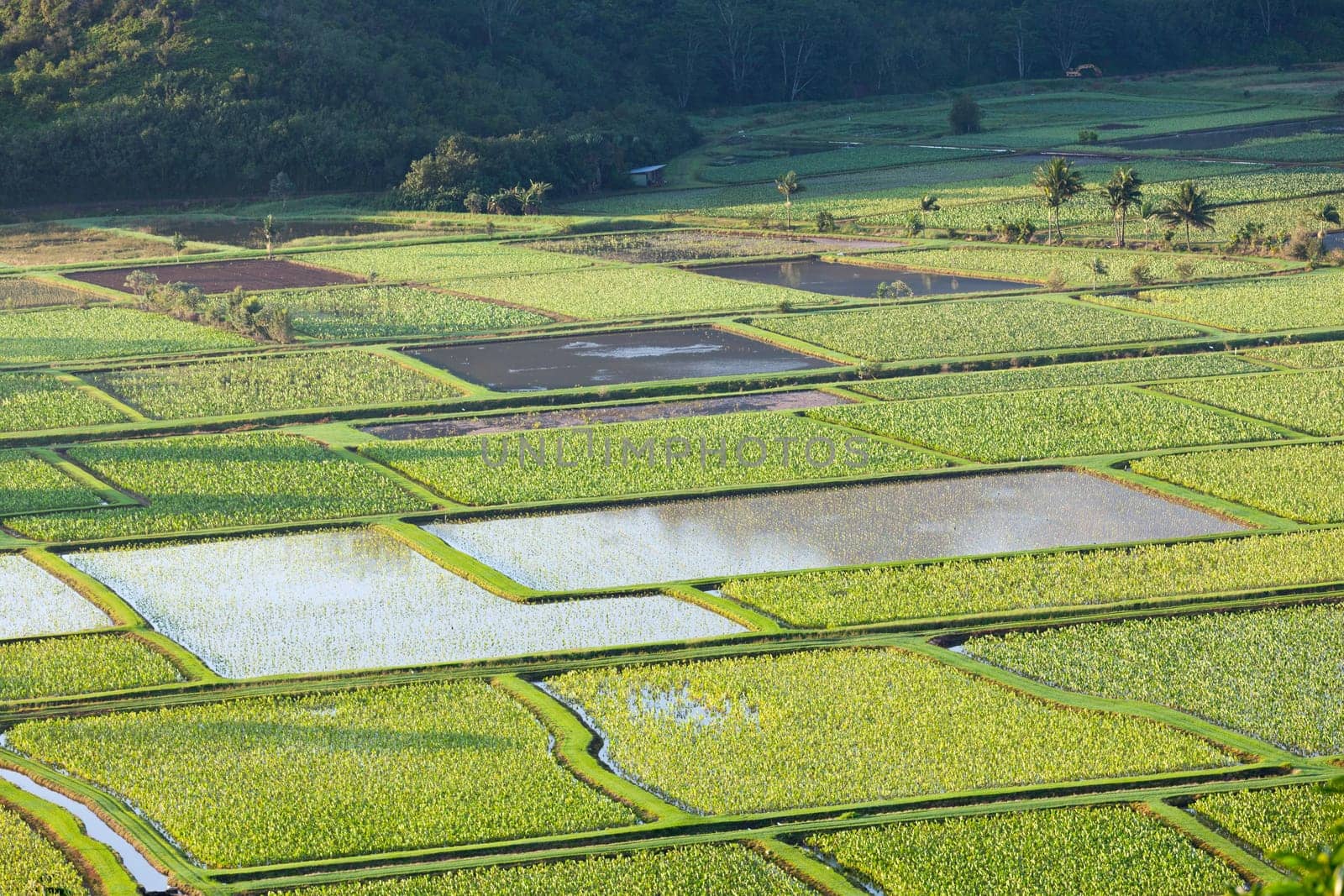 Hanalei Valley on island of Kauai with taro ponds pattern