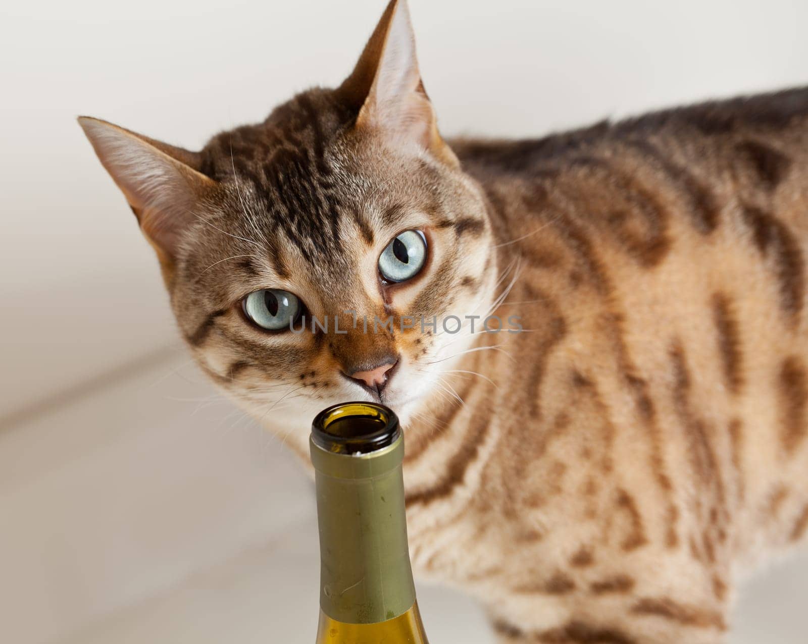 Curious brown bengal cat sniffing at an open wine bottle