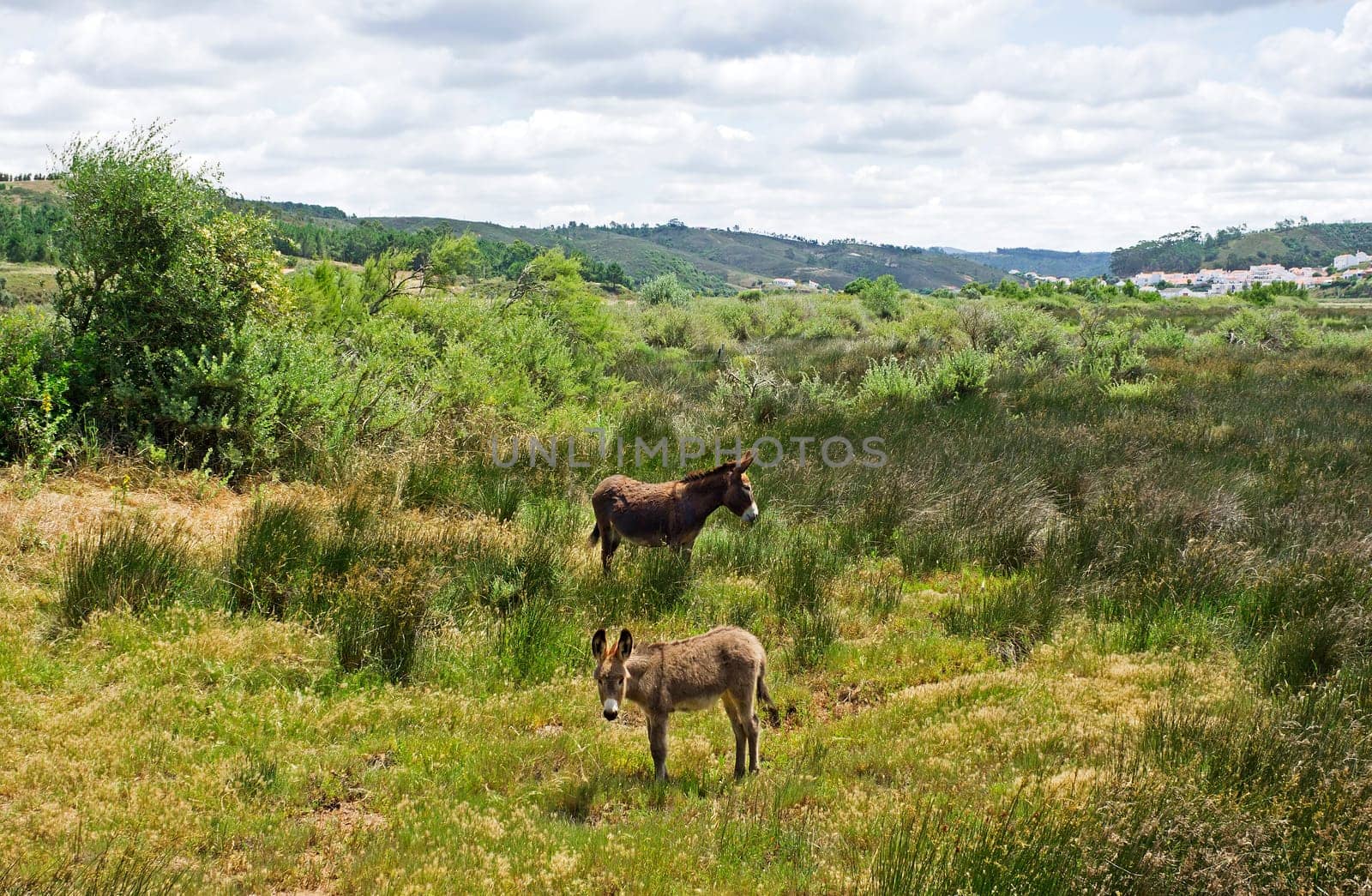 Typical free donkeys in southern Portugal
