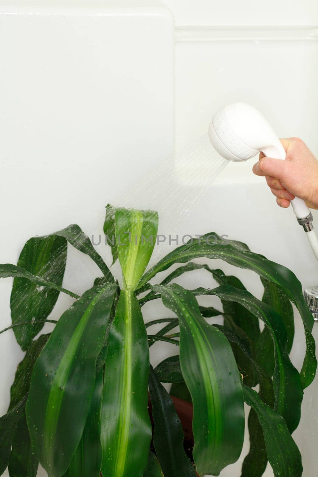 Tropical houseplant being sprayed with water in the shower to clean its leaves and hydrate it.