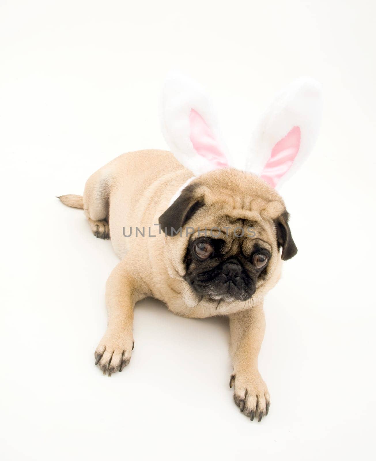 Bunny Pug on White Background.