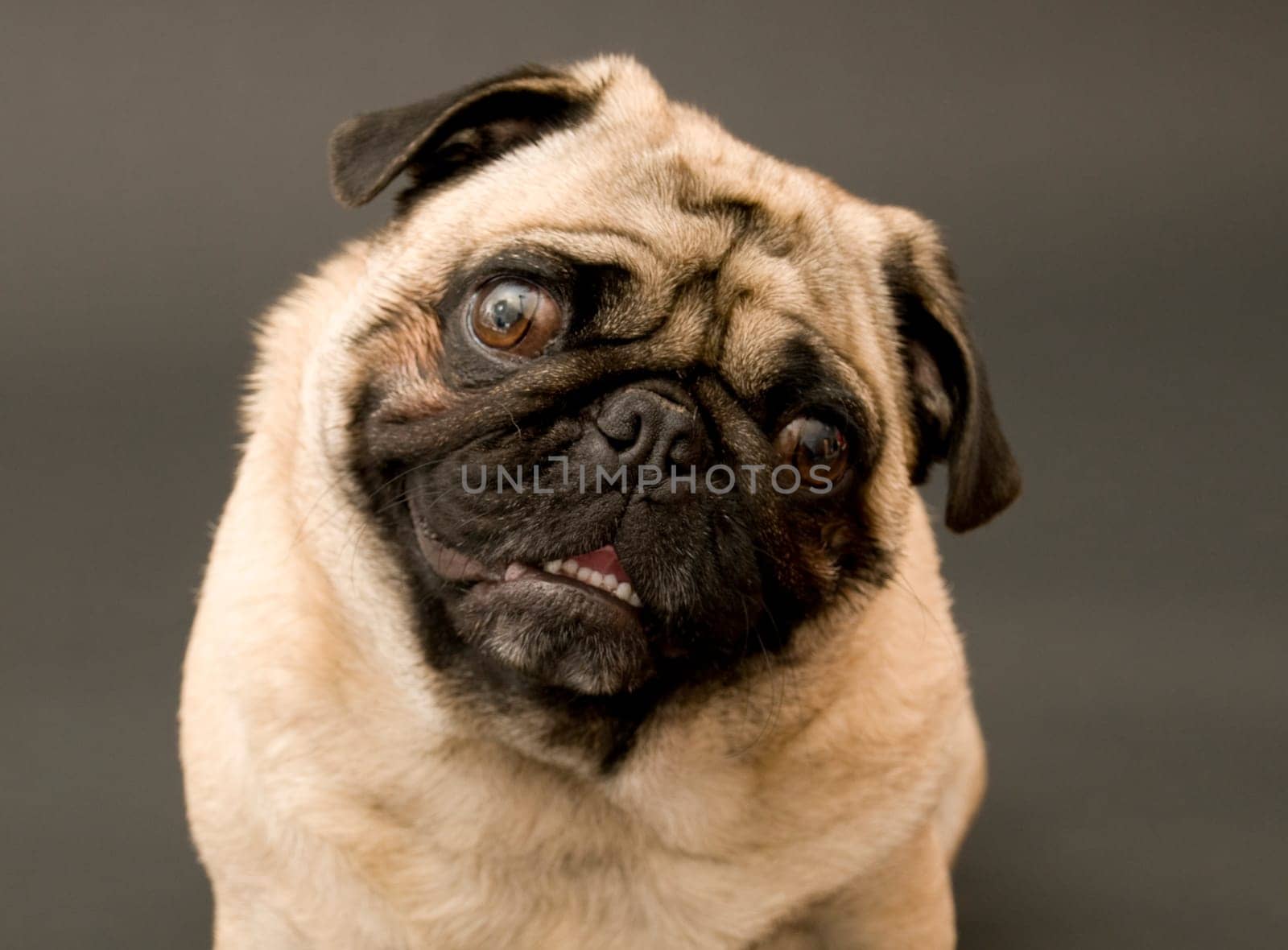 Cute Pug