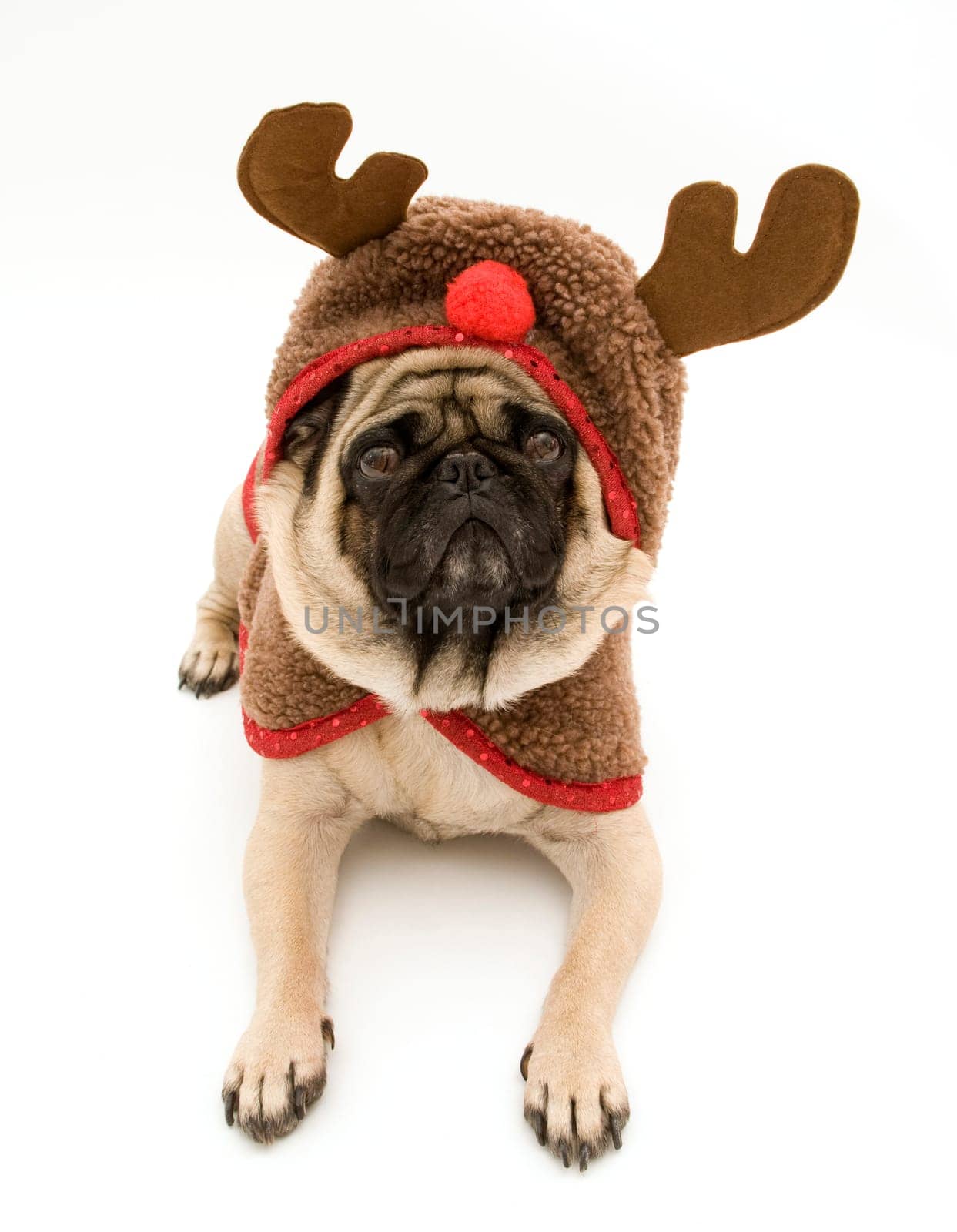 Reindeer Pug