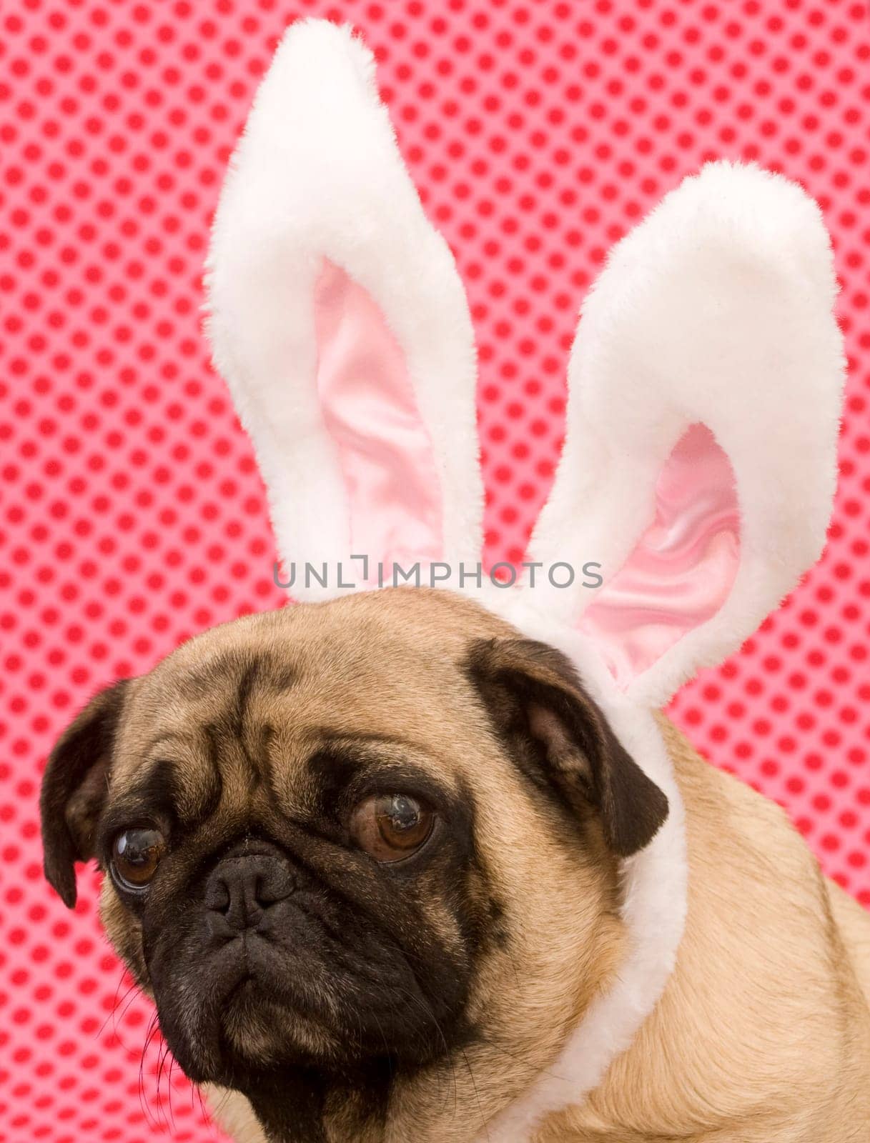 Easter Bunny Pug
