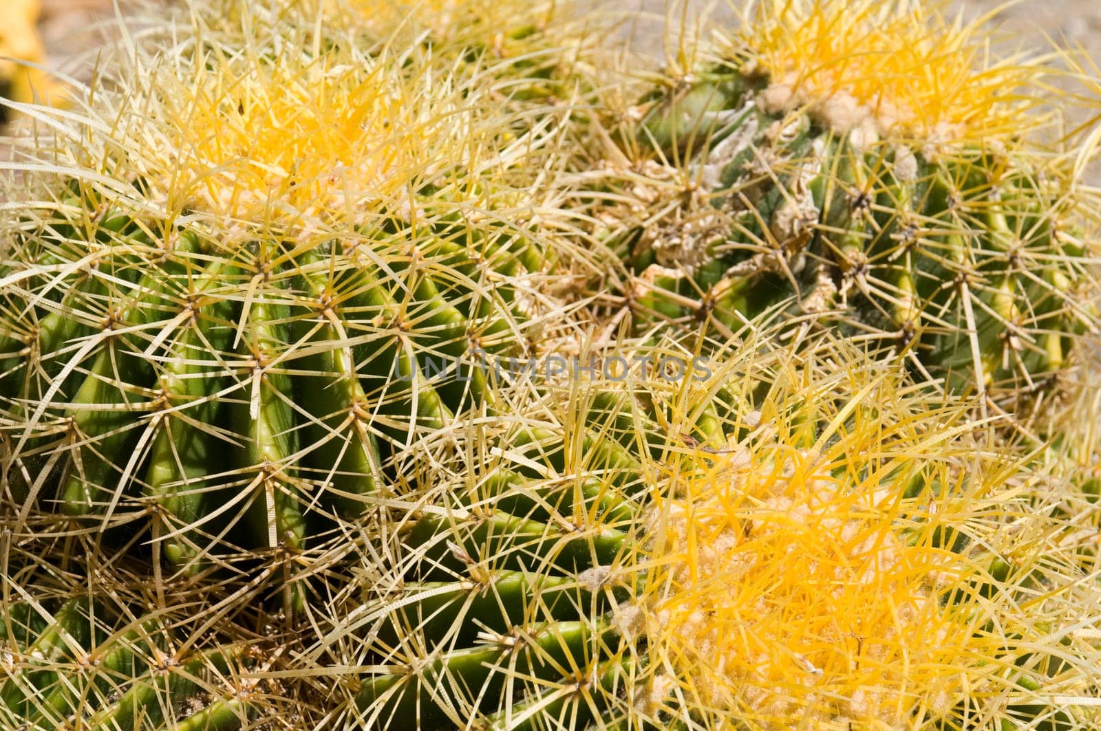 Cactus Detail