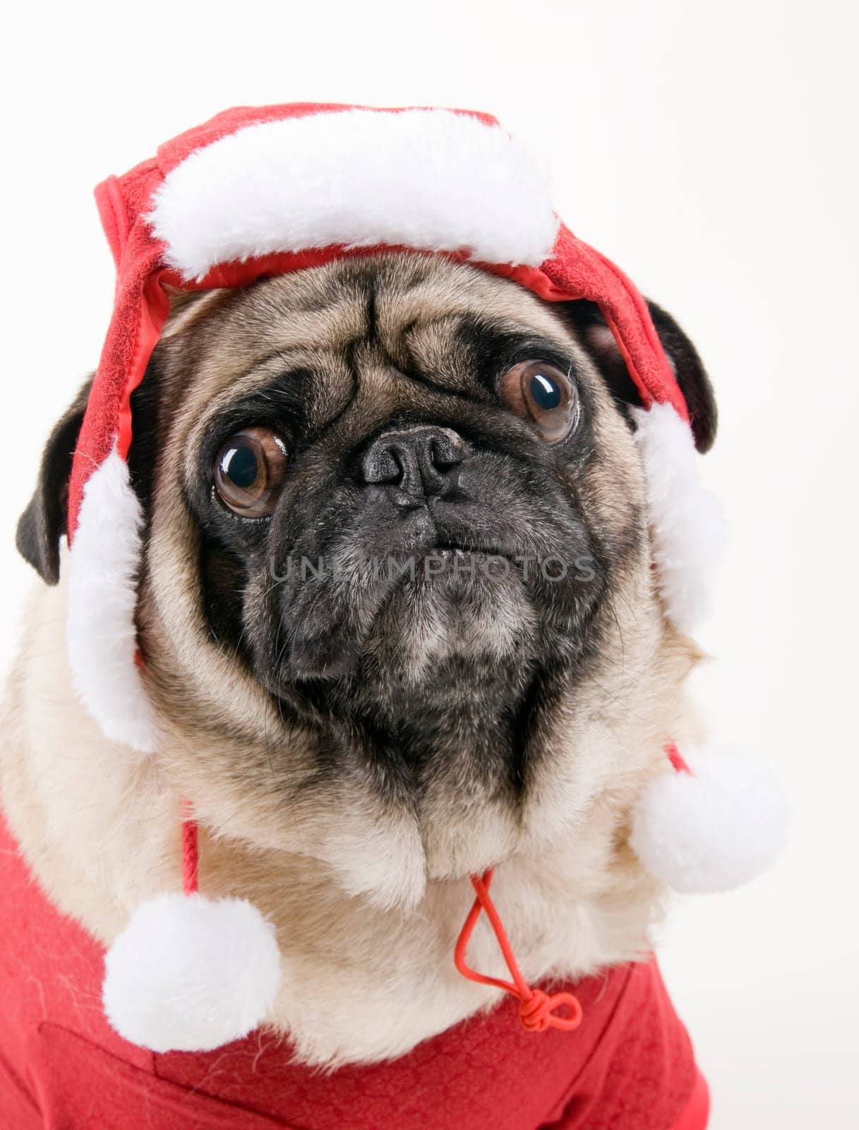 Pug in Costume