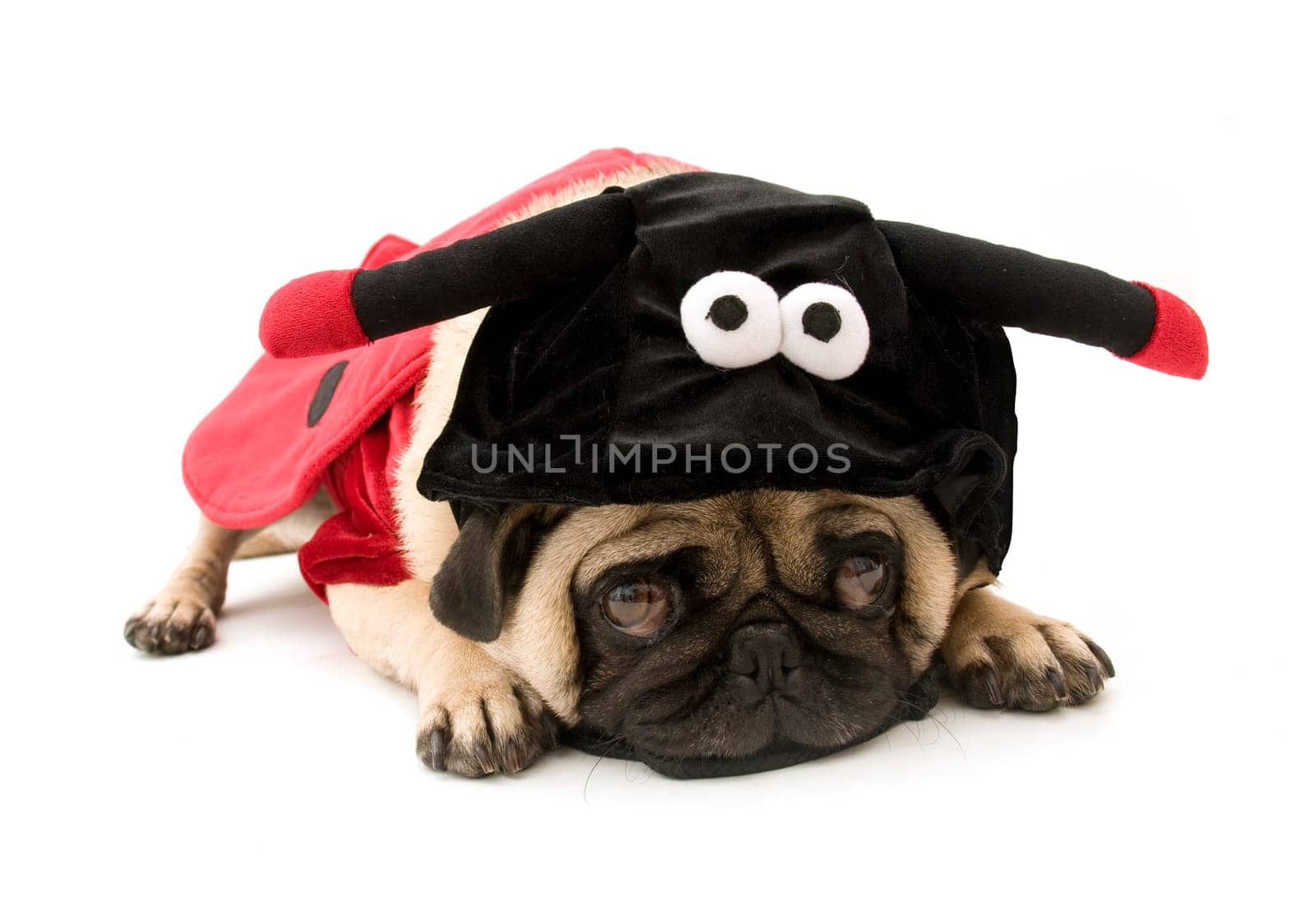 Ladybug Pug