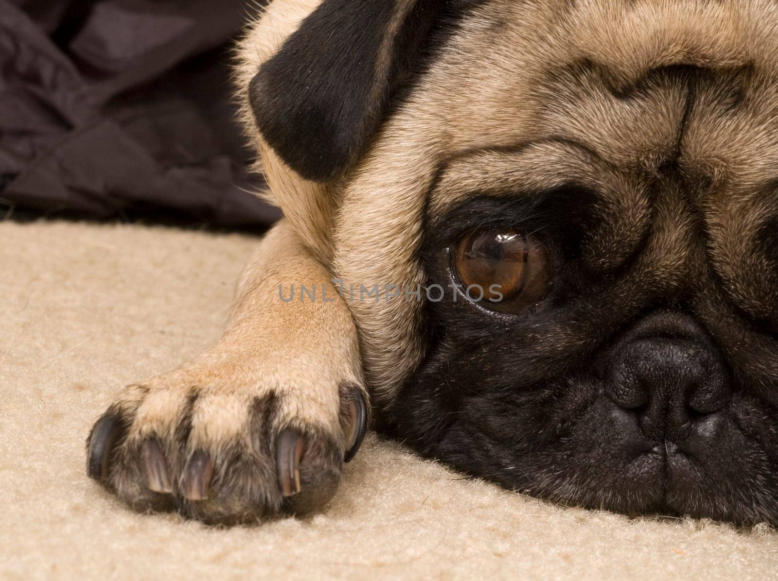 Pug Laying Down with Expressive Face.