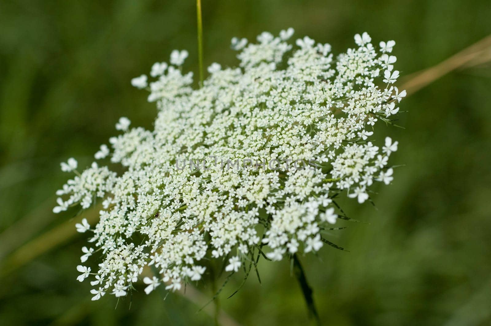 Queens Anne Lace Flower