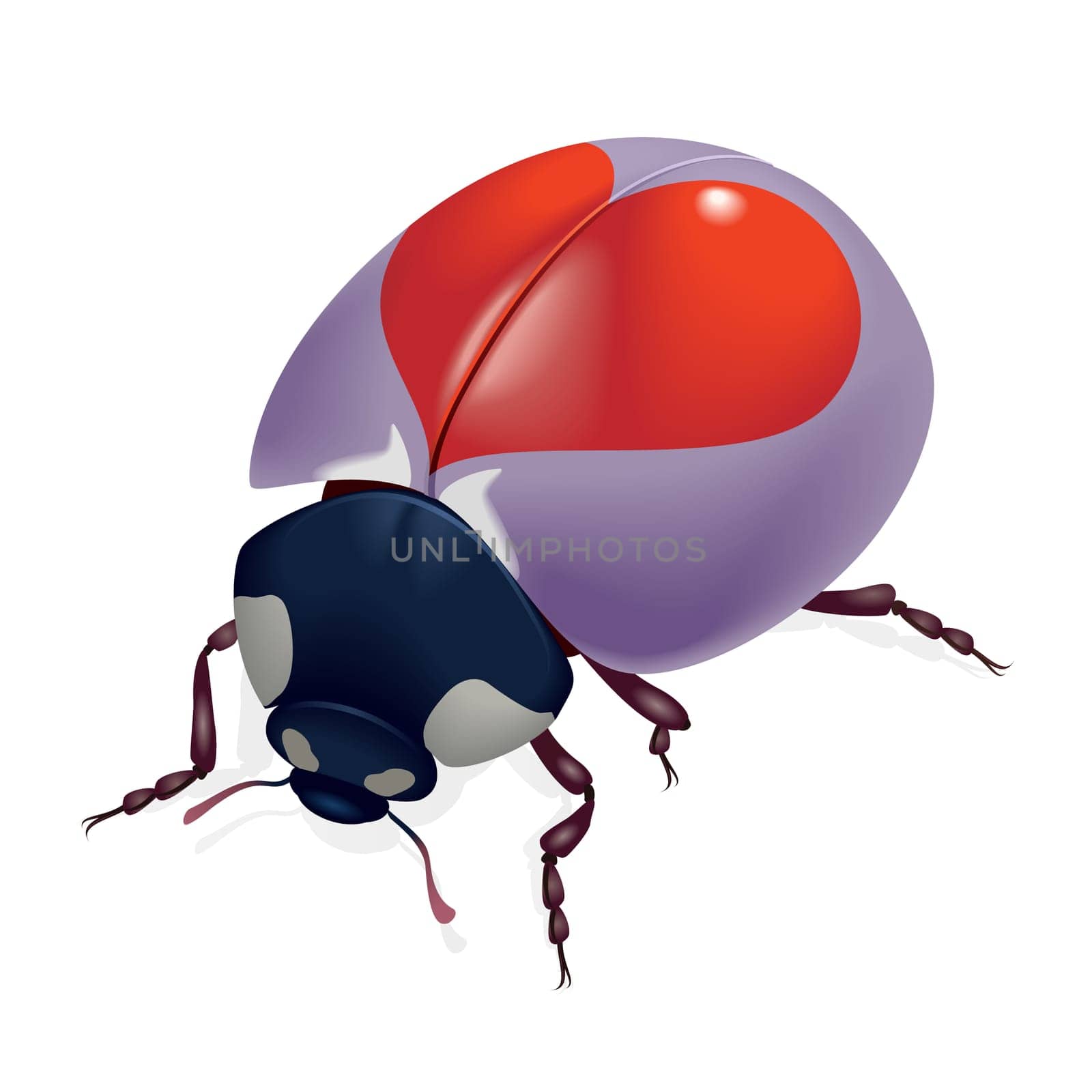 Ladybug with hearts. Illustration on white background
